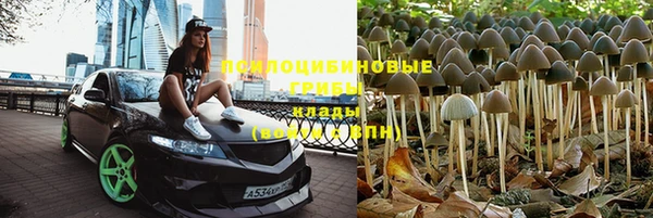 прущие грибы Горняк