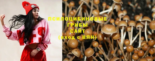прущие грибы Горняк
